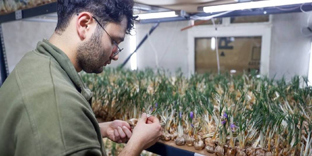 Dünyanın en değerli baharatına yeni boyut! Topraksız yetiştirdi, 1 milyondan fazla gelir sağladı: Hedefi üretimi artırmak 3